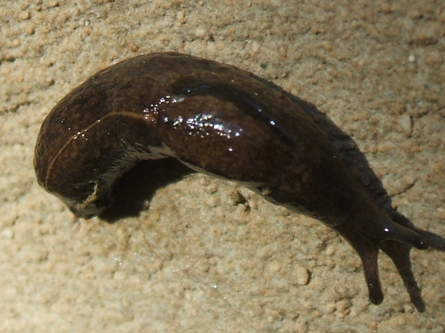 Limax cf. maximus del Gargano (FG)